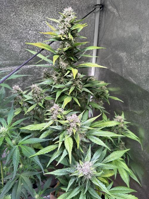 420 Fast Buds. Week 10 - Tag 66. Papaya