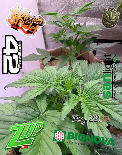 FastBuds Seedtest😁. Week 4 - Tag 22.