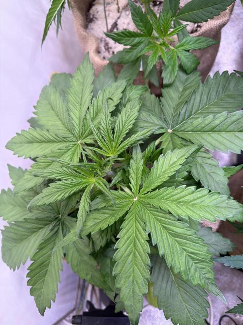 FastBuds Seedtest😁. Week 4 - Z-Up Tag 23.