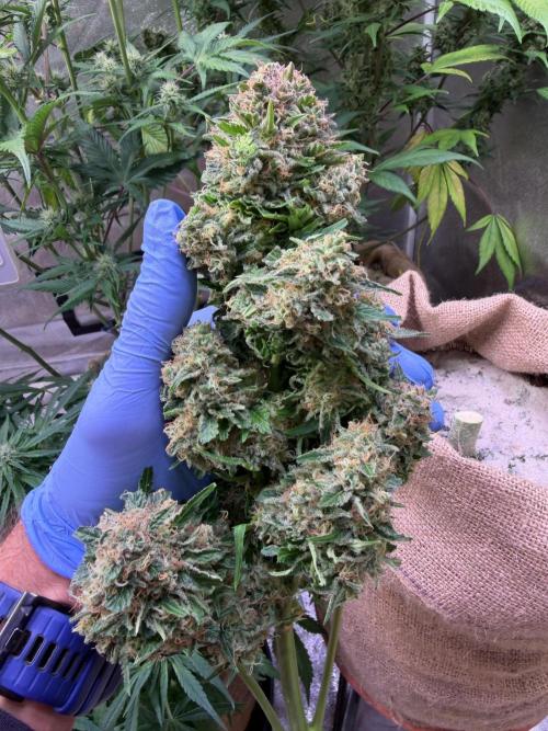 420 Fast Buds. Week 11 - Ende😁