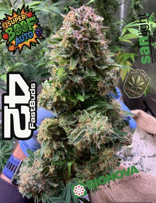 420 Fast Buds. Week 11 - Fertig