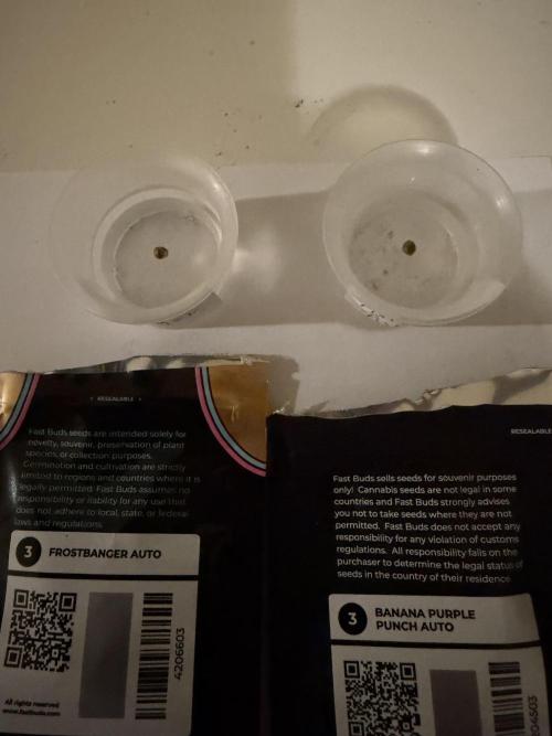 FastBuds42 Seedtest. Week 0 - Los👍