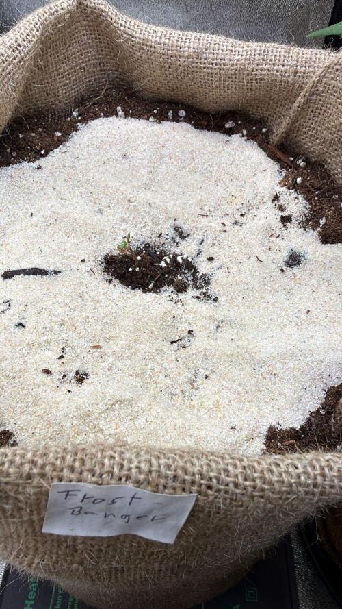 FastBuds42 Seedtest. Week 1 - Frostbanger Auto tag 1