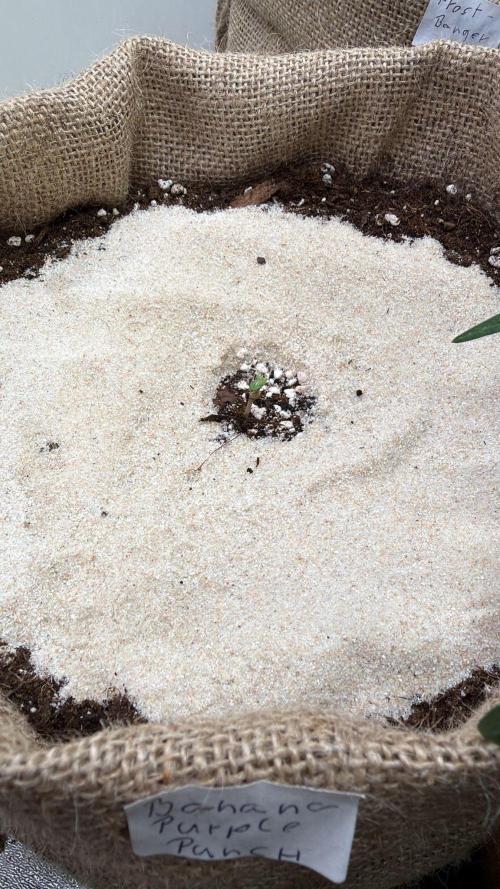 FastBuds42 Seedtest. Week 1 - Banana Purple Punch Auto tag 1