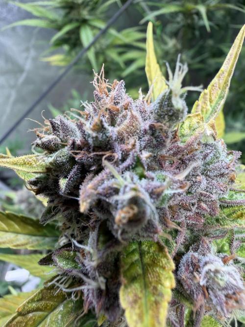 420 Fast Buds. Week 11 - Fast fertig👍