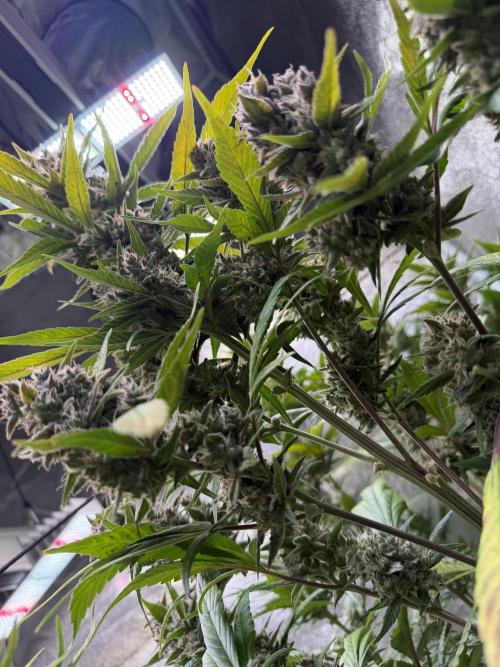 420 Fast Buds. Week 11 - Freitag Ernte😁