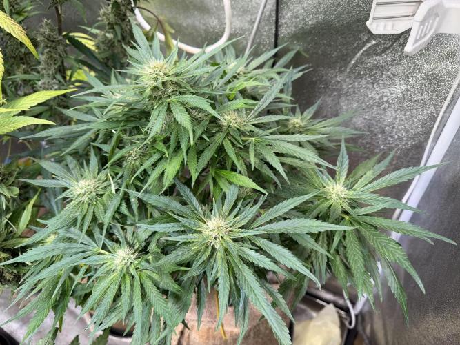 420 FastBuds Seedtest. Week 8 - Frostbanger