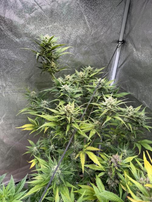 420 FastBuds Seedtest. Week 8 - Guava