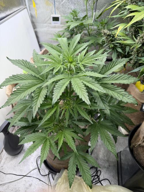 FastBuds Seedtest😁. Week 5 - Z-Up