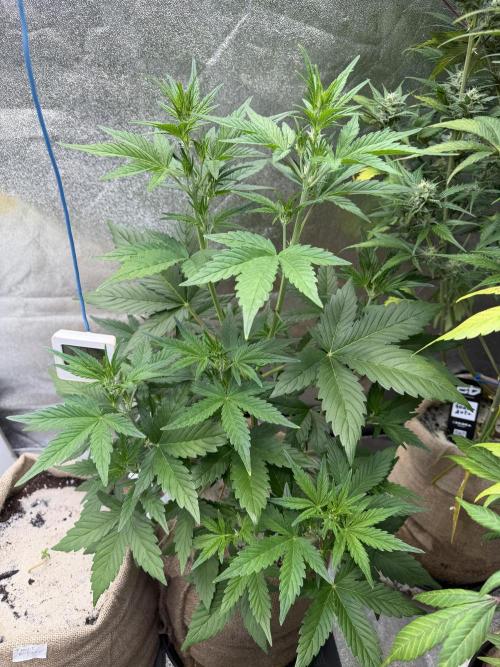 FastBuds Seedtest😁. Week 5 - Apple Strudel