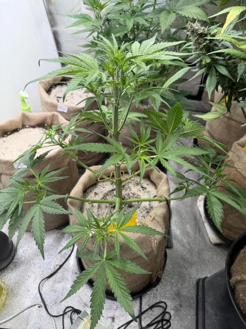 FastBuds Seedtest😁. Week 5