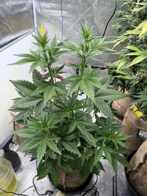 FastBuds Seedtest😁. Week 5