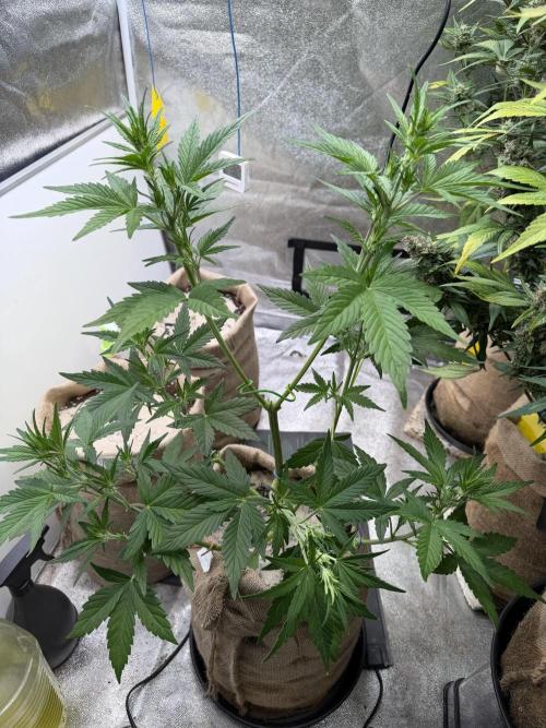 FastBuds Seedtest😁. Week 5