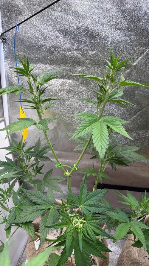 FastBuds Seedtest😁. Week 5