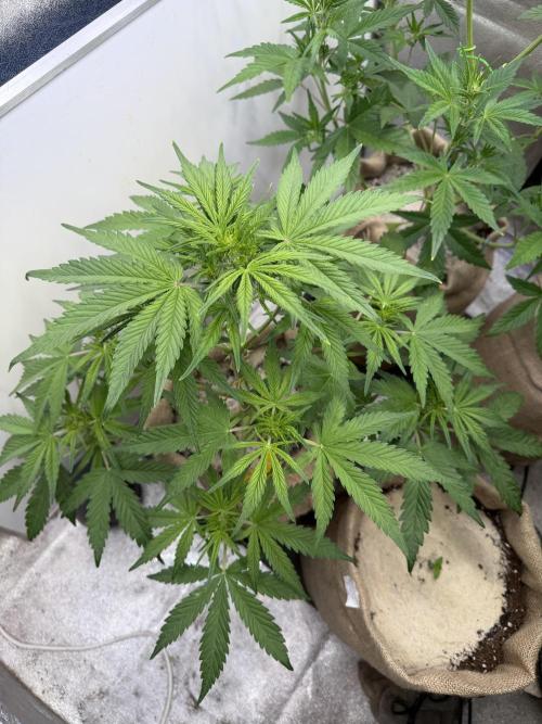 FastBuds Seedtest😁. Week 5 - Tag 33.