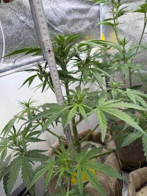 FastBuds Seedtest😁. Week 5 - Tag 33