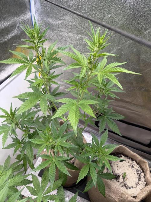 FastBuds Seedtest😁. Week 5 - Tag 33