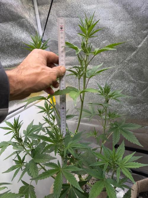 FastBuds Seedtest😁. Week 5 - Tag 33