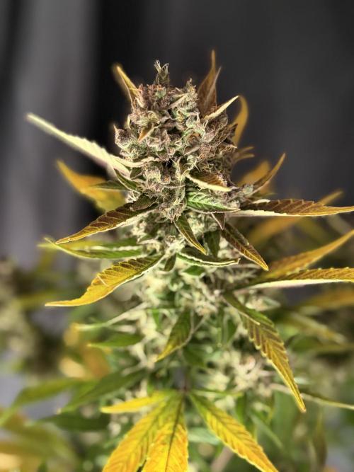 420 Fast Buds. Week 12 - Tag 80