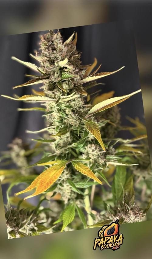 420 Fast Buds. Week 12