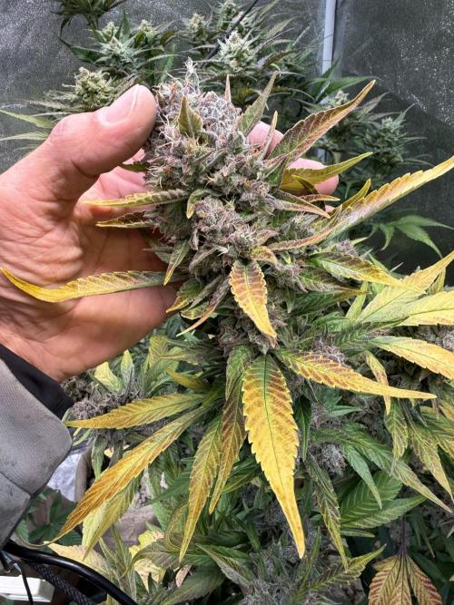 420 Fast Buds. Week 12