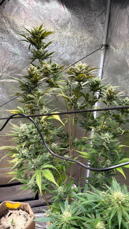 420 FastBuds Seedtest. Week 9 - Guava tag 60