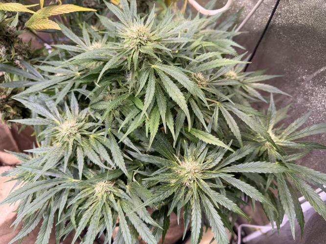 420 FastBuds Seedtest. Week 9 - Frostbanger Tag 60