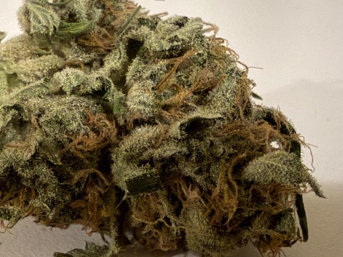 420 Fast Buds. Week 11