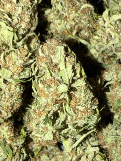 420 Fast Buds. Week 11