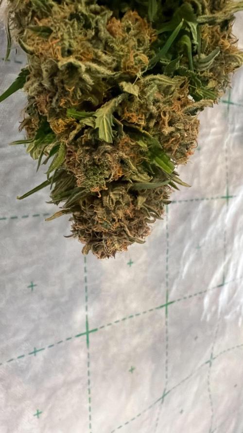 420 Fast Buds. Week 11