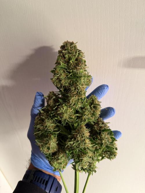 420 Fast Buds. Week 11