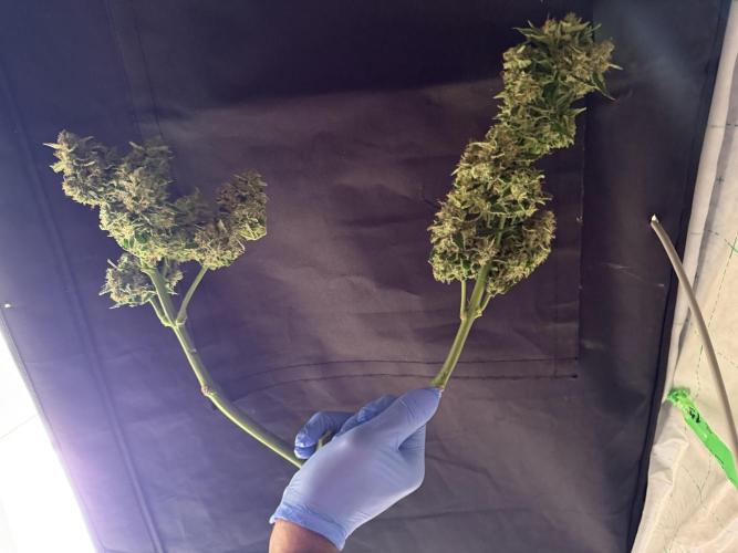 420 Fast Buds. Week 11