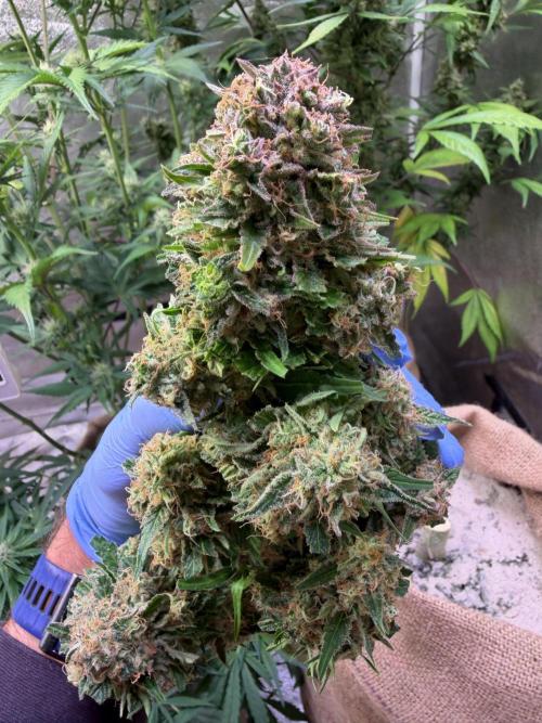 420 Fast Buds. Week 11