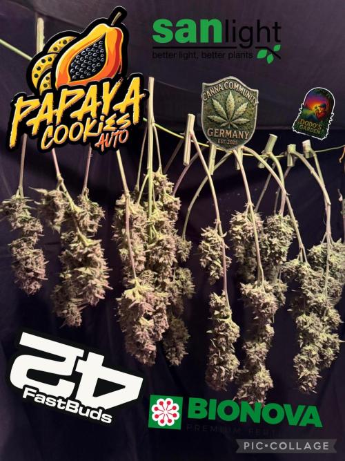 420 Fast Buds. Week 13