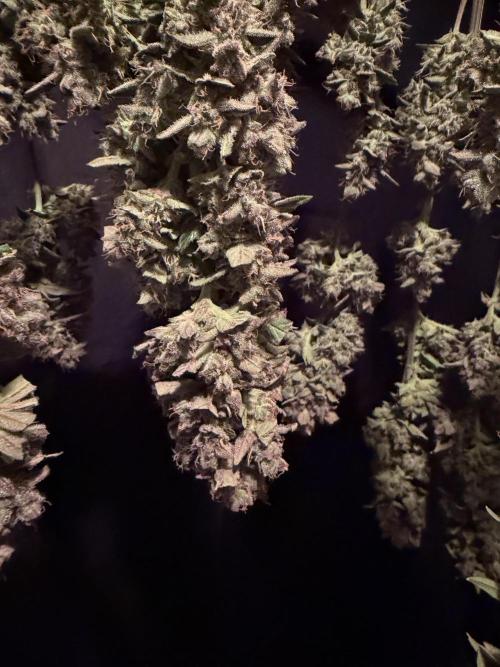 420 Fast Buds. Week 13