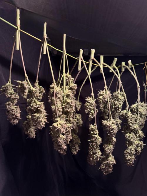 420 Fast Buds. Week 13