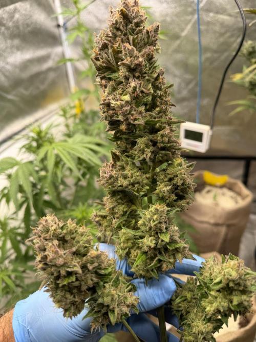 420 Fast Buds. Week 13