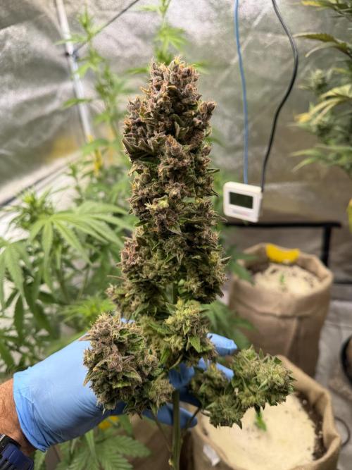 420 Fast Buds. Week 13