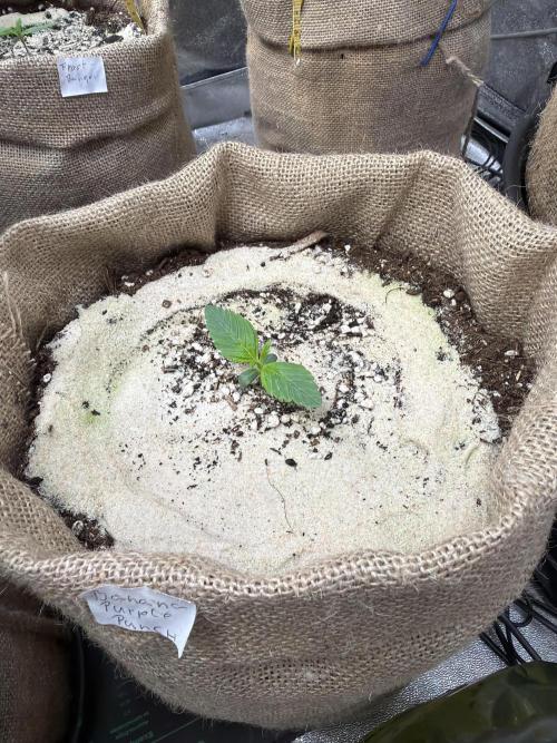 FastBuds42 Seedtest. Week 2 - Tag 8.