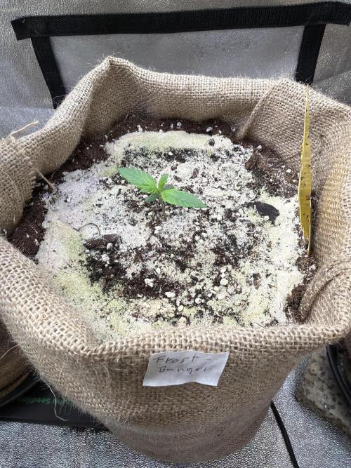 FastBuds42 Seedtest. Week 2 - Tag 8.