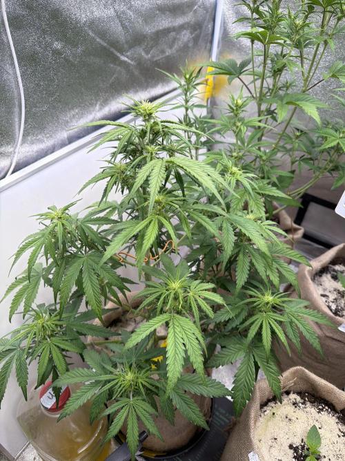 FastBuds Seedtest😁. Week 6 - Tag 38