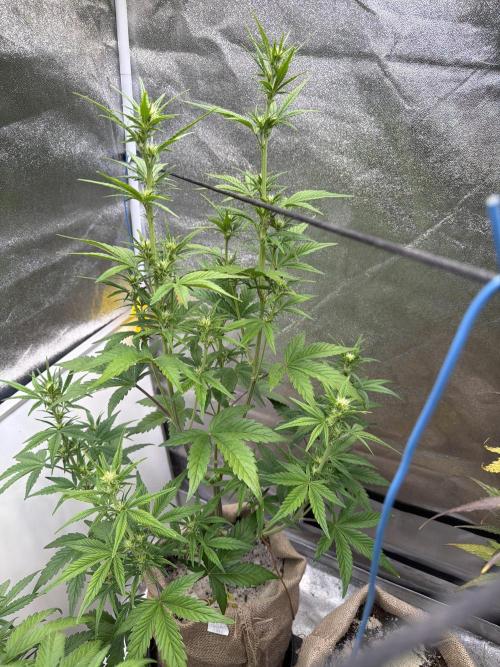 FastBuds Seedtest😁. Week 6 - Tag38