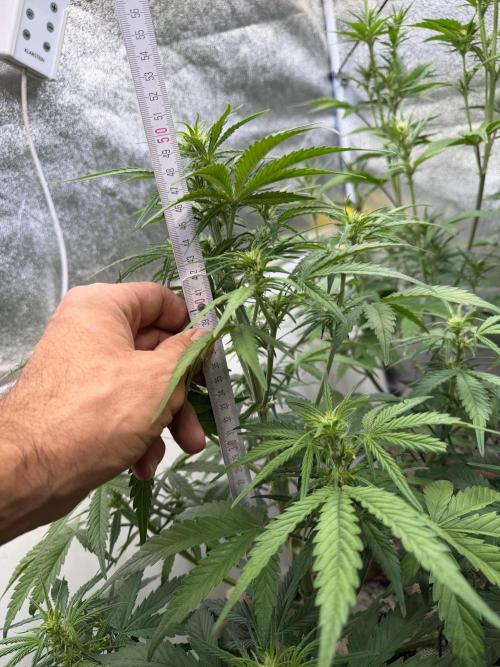 FastBuds Seedtest😁. Week 6 - Tag 38