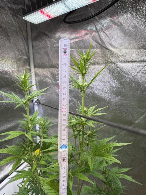 FastBuds Seedtest😁. Week 6 - Tag 38