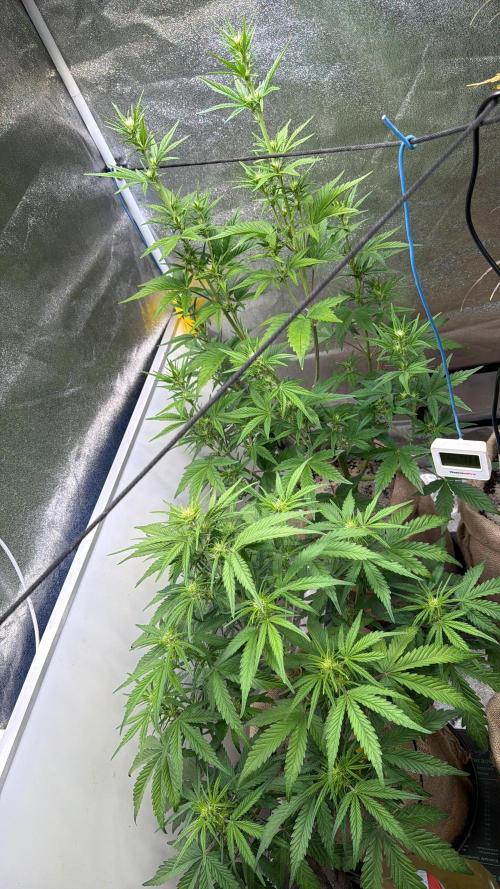 FastBuds Seedtest😁. Week 6 - Tag 38