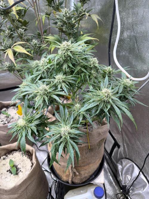 420 FastBuds Seedtest. Week 10 - Tag 64 Frostbanger