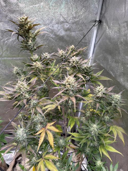 420 FastBuds Seedtest. Week 10 - Tag 64 Guava