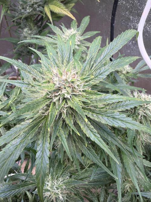 420 FastBuds Seedtest. Week 10 - Tag 64