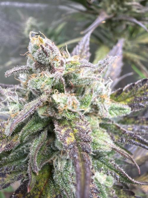 420 FastBuds Seedtest. Week 10 - Tag 64