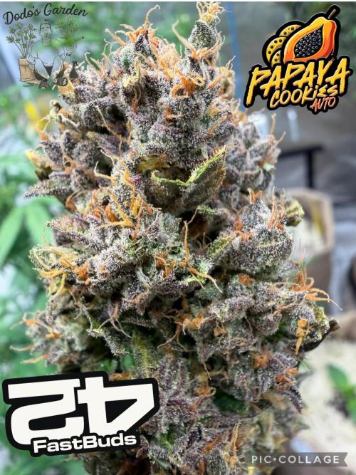 420 Fast Buds. Week 13